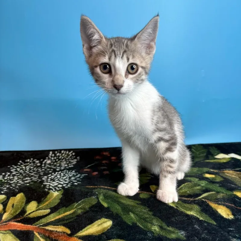 A baby small-sized female Gray / Blue / Silver Domestic Short Hair cat named Heinz for adoption in San Antonio, TX