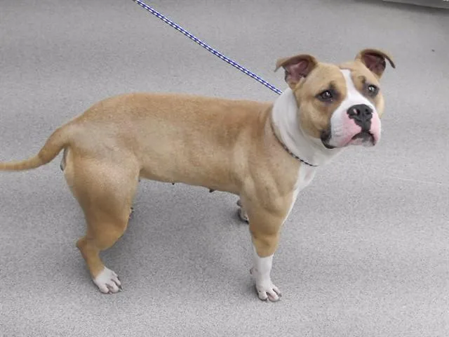 A young medium-sized female Boxer dog named Dolly for adoption in Omaha, NE