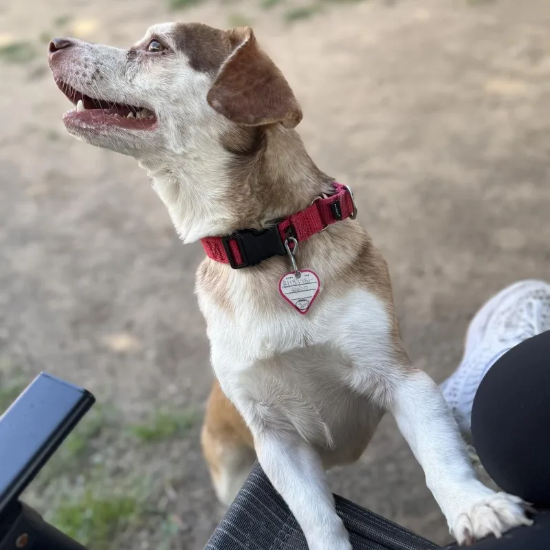 An adult small-sized male Brown / Chocolate Jack Russell Terrier dog named Scotty for adoption in Springfield, MA