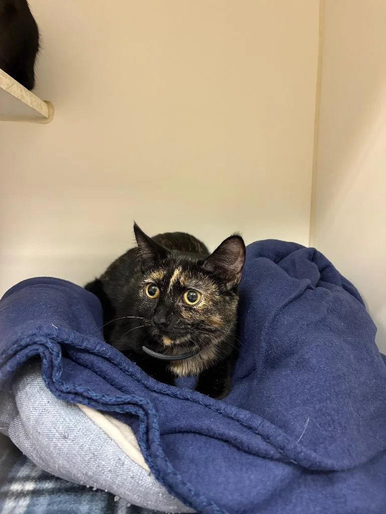 A baby medium-sized female Domestic Short Hair cat named Cathy for adoption in Johnson City, TN