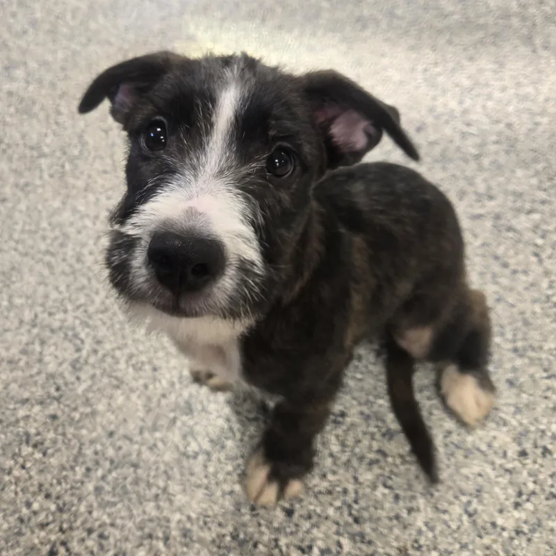 A baby medium-sized male Black Terrier dog named Oreo for adoption in Normal, IL