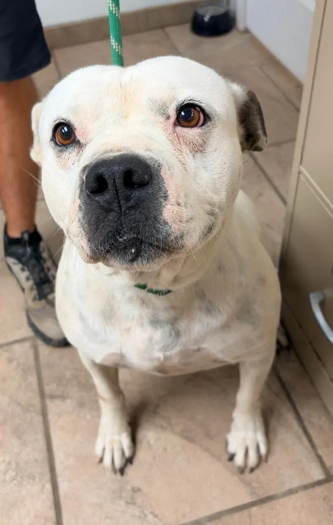 An adult medium-sized female Pit Bull Terrier dog named Moo Moo for adoption in Batesville, AR