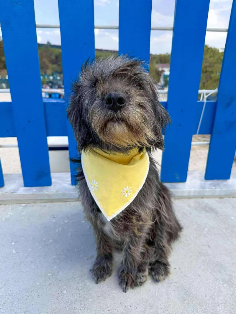 Mitsy Bitsy thumbnail 3