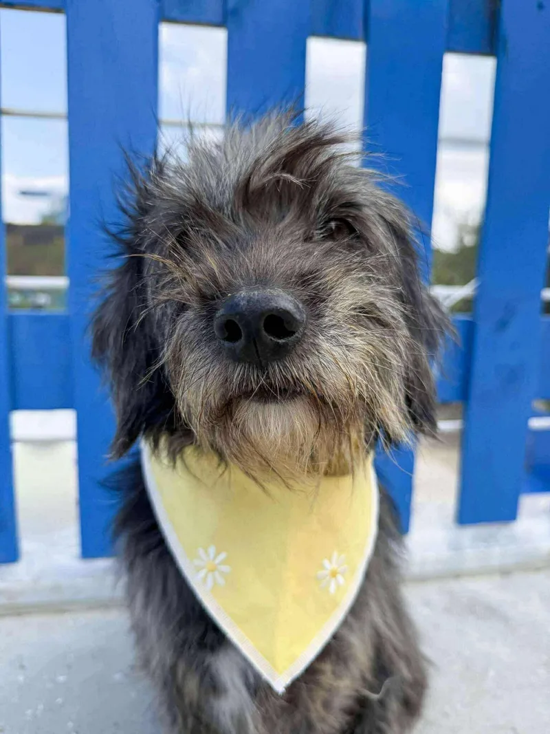 Mitsy Bitsy thumbnail 4