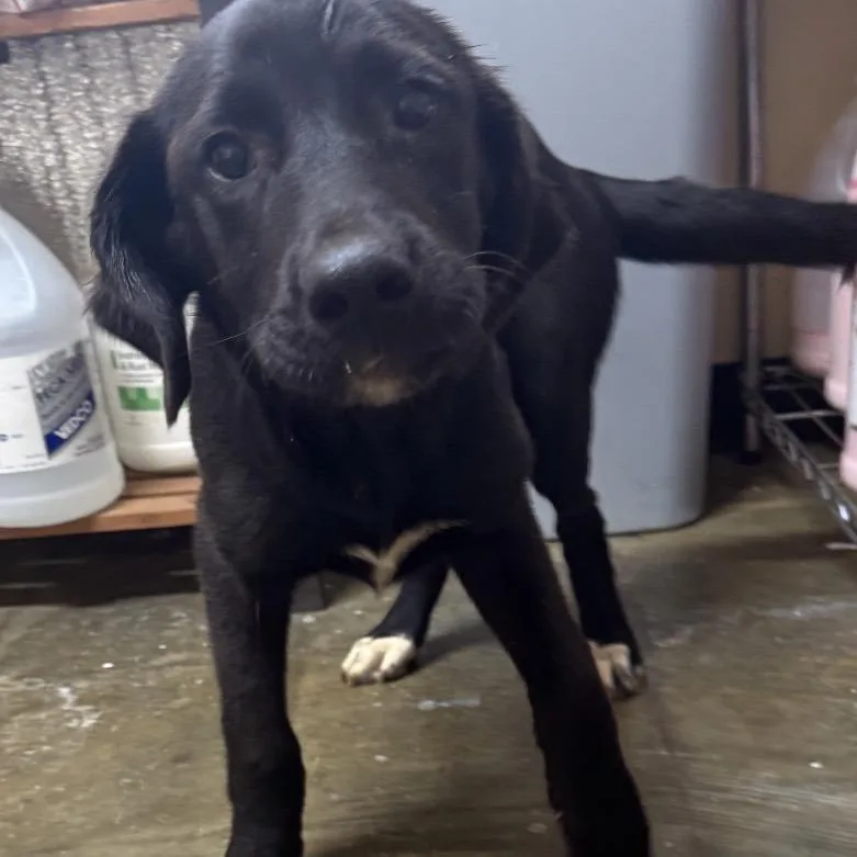 A baby medium-sized male Black Mixed Breed dog named Lincoln for adoption in Corinth, MS