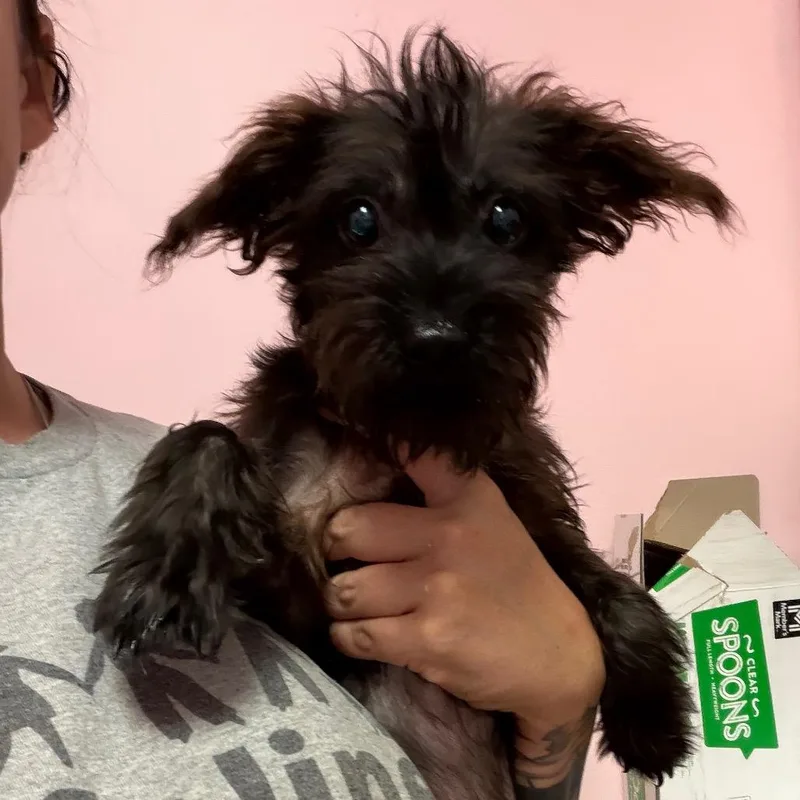 A young small-sized male Miniature Schnauzer dog named Pepper for adoption in Webster, TX