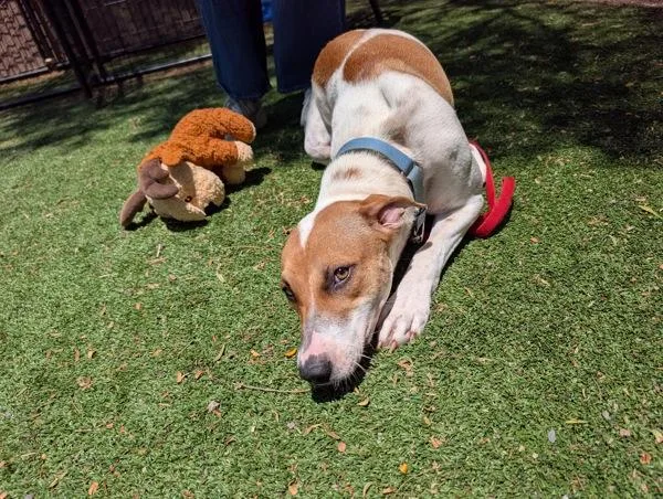 An adult medium-sized female Pit Bull Terrier dog named Mabel for adoption in Escondido, CA