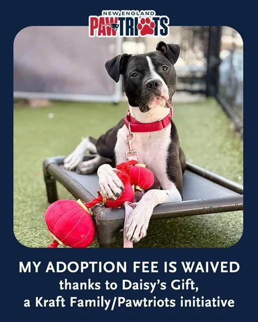 A young medium-sized male Staffordshire Bull Terrier dog named Elvis for adoption in Dedham, MA