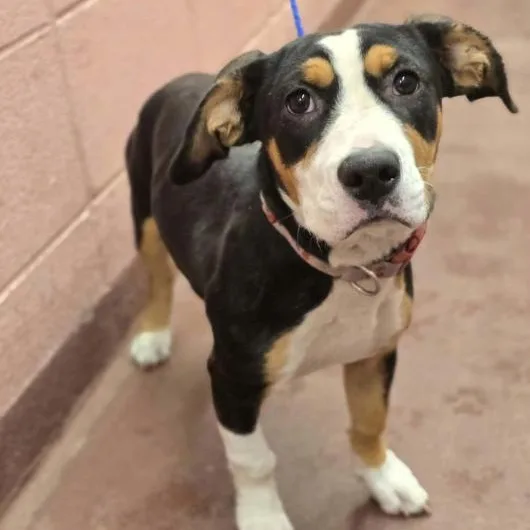 A young medium-sized female Tricolor (Brown, Black, & White) Staffordshire Bull Terrier dog named Boo for adoption in Fort Collins, CO