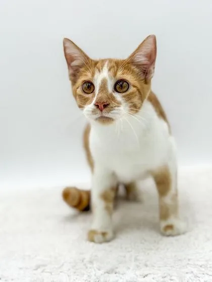 A young small-sized male Domestic Short Hair cat named Jude for adoption in Bowling Green, KY