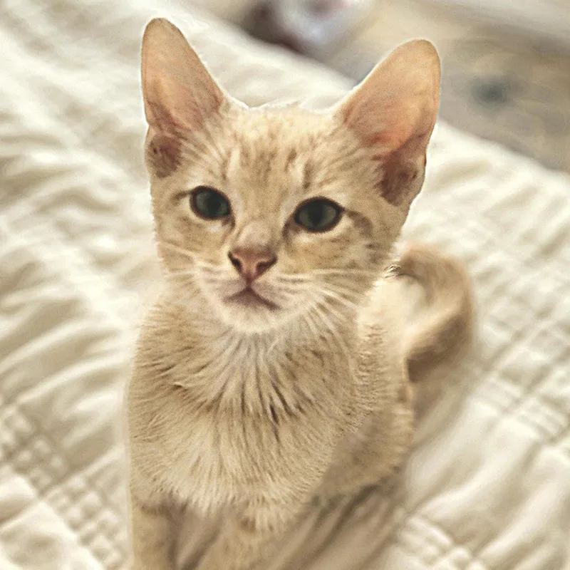 A baby small-sized male Tabby (Orange / Red) Domestic Short Hair cat named Joe for adoption in Bentonville, AR
