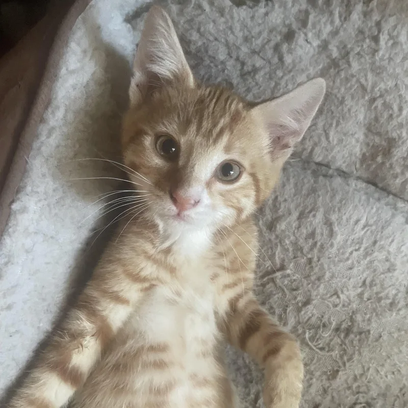 A baby medium-sized male Buff & White Domestic Short Hair cat named Tony for adoption in Ellensburg, WA