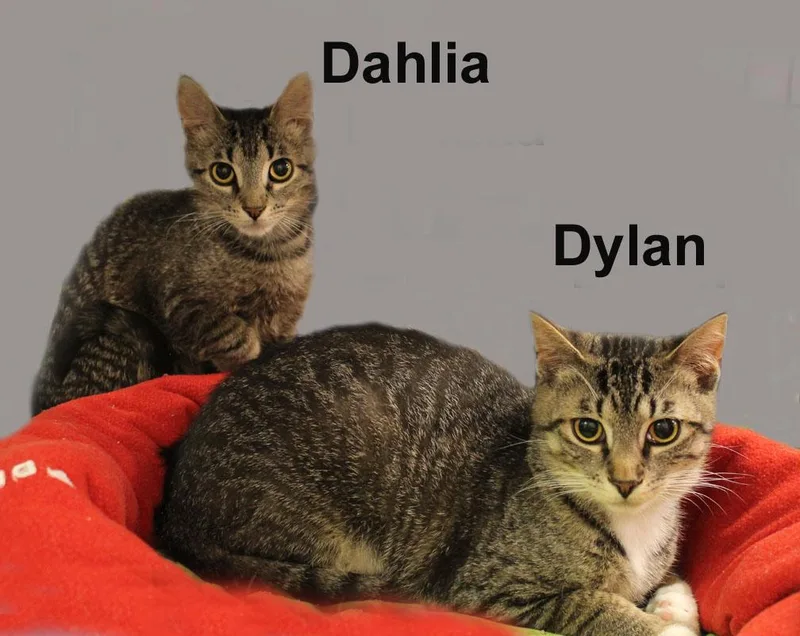 Dylan And Dahlia Sch. thumbnail 2