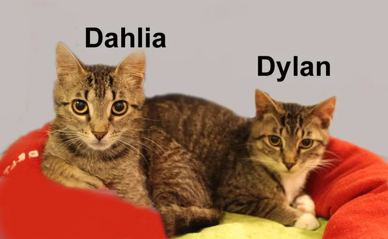 A baby medium-sized male Black Domestic Short Hair cat named Dylan And Dahlia Sch. for adoption in Stowe, PA