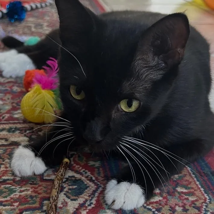 A young medium-sized female Black & White / Tuxedo Domestic Short Hair cat named Bootsy for adoption in Houston, TX