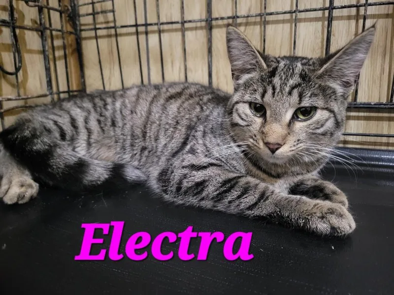 Electra