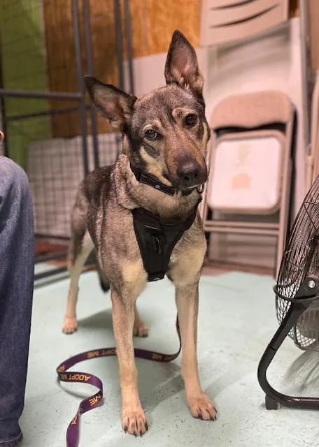 A young medium-sized female Tricolor (Brown, Black, & White) Shepherd dog named Gracie for adoption in Milton, PA
