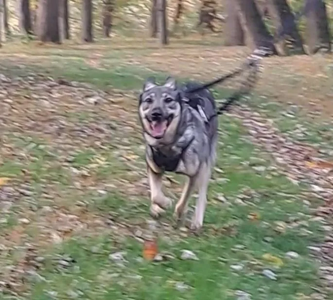 Gracie thumbnail 3