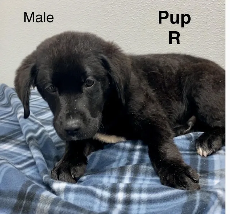 A baby medium-sized male Black Black Labrador Retriever dog named Pup R for adoption in Pomeroy, OH