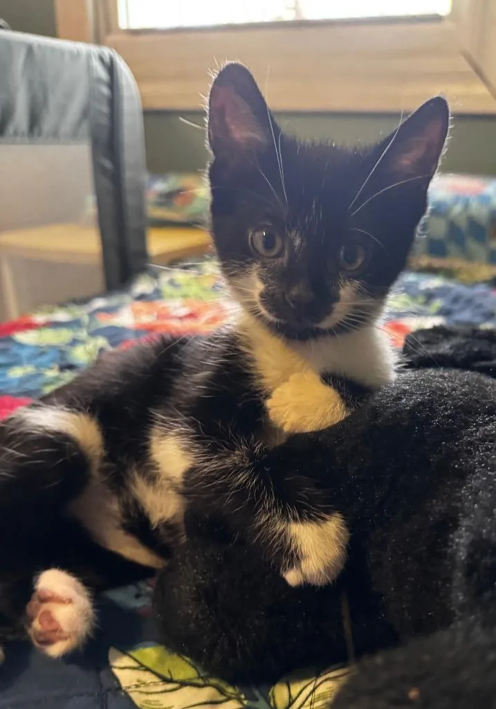A baby small-sized male Domestic Short Hair cat named Panda for adoption in Brainardsville, NY