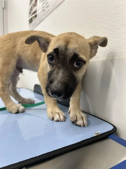 A baby large-sized male Black Mouth Cur dog named Rocko for adoption in Mesa, AZ