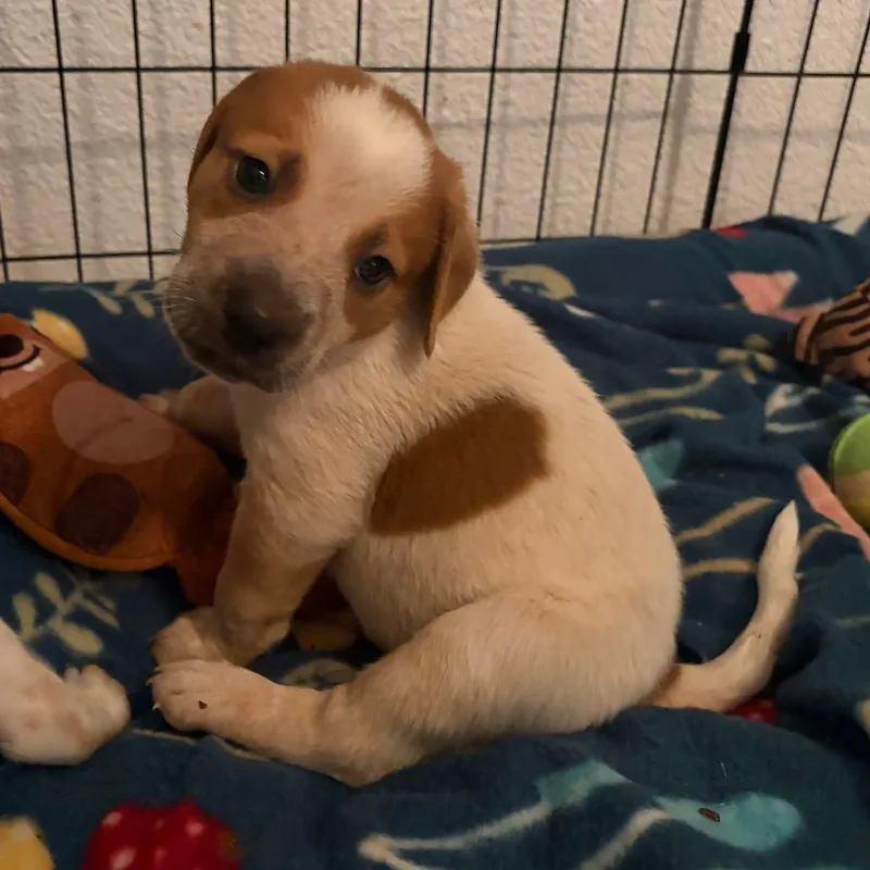 A baby medium-sized male White / Cream Mixed Breed dog named Knoxville for adoption in Fredericksburg, TX