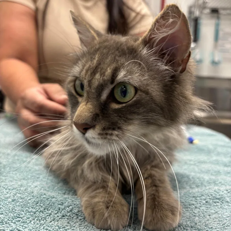 A young medium-sized female Gray / Blue / Silver Domestic Medium Hair cat named Rosalina for adoption in Sunnyvale, CA