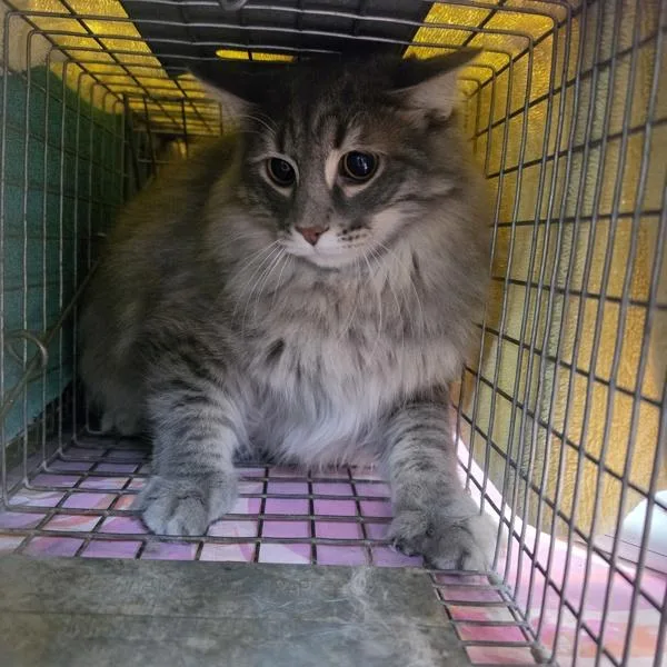 A young medium-sized male Domestic Long Hair cat named Lincoln Bonded Buddy for adoption in Des Moines, IA