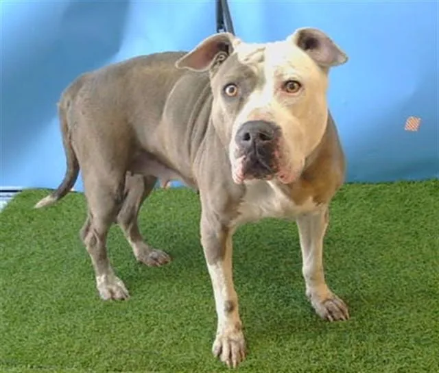 An adult large-sized female Pit Bull Terrier dog named Weaver for adoption in Downey, CA