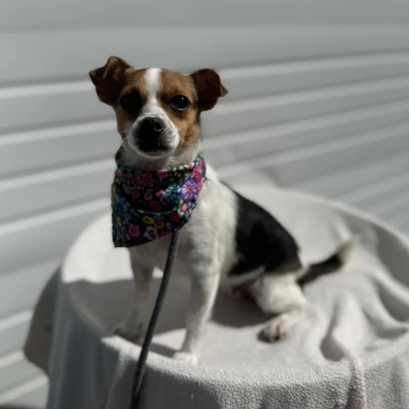 An adult small-sized female White / Cream Chihuahua dog named Magnolia for adoption in Newberg, OR