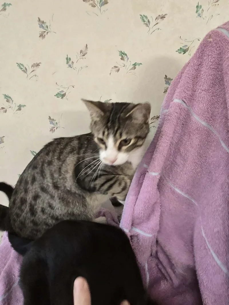 Huxtable thumbnail 2