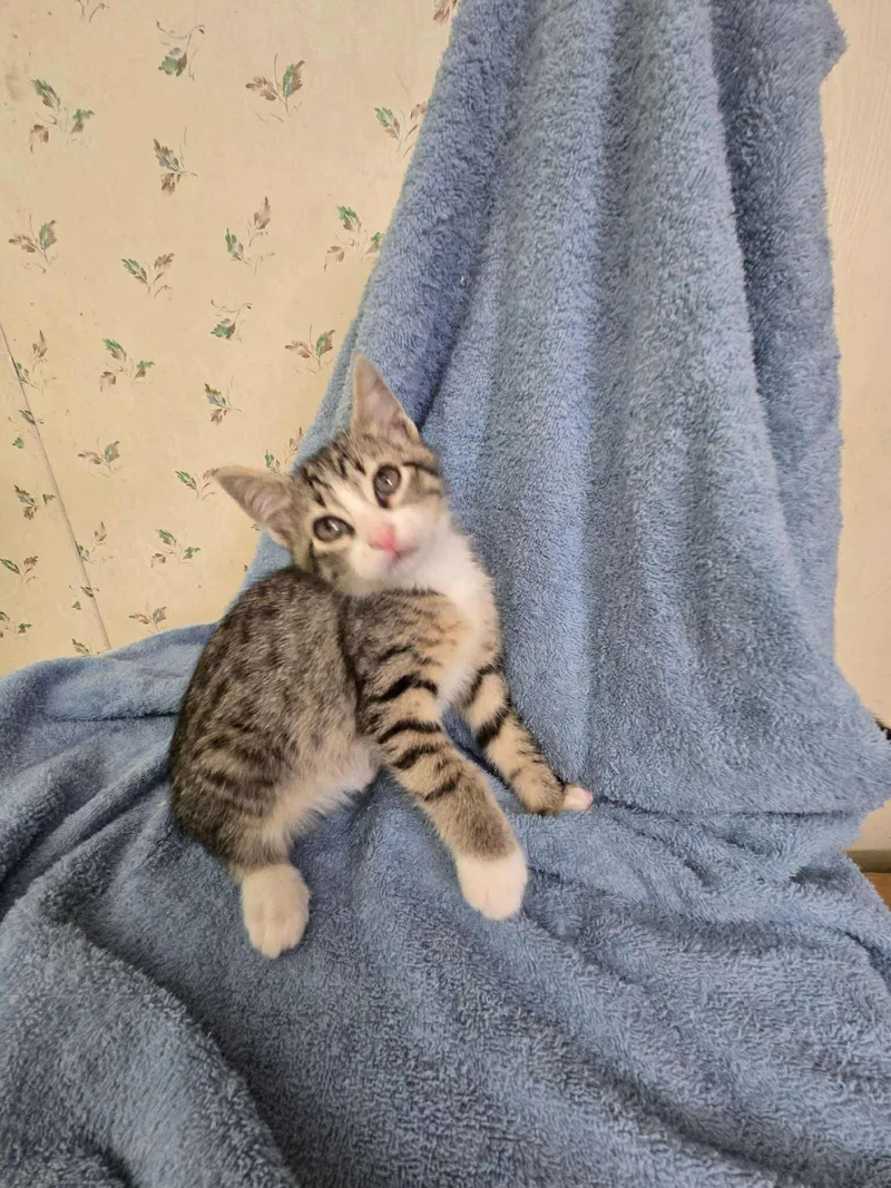 Huxtable thumbnail 3