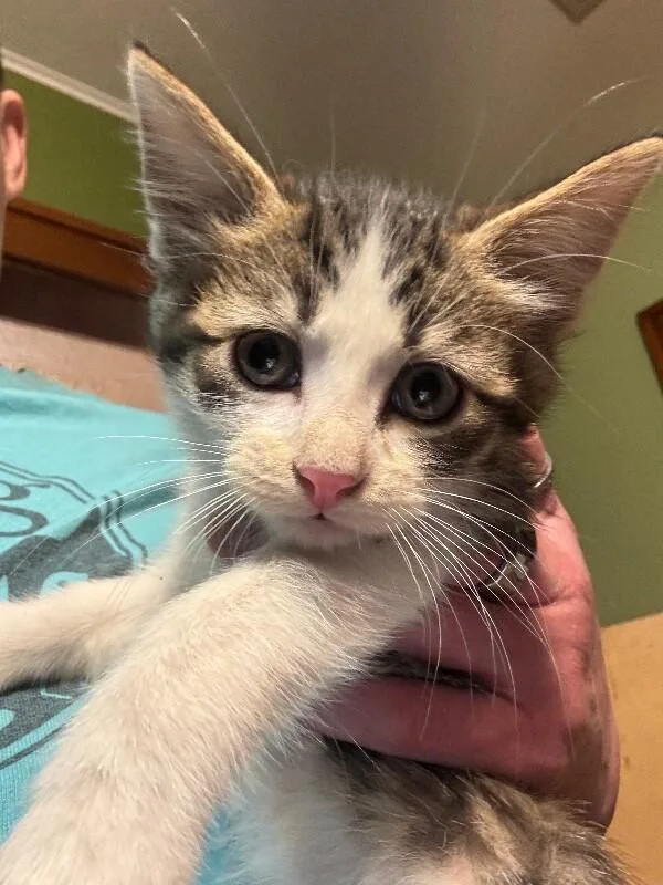 A young medium-sized male Brown / Chocolate Domestic Short Hair cat named Jacob for adoption in Grand Rapids, MI