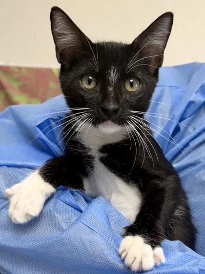 A young small-sized male Domestic Short Hair cat named Reid for adoption in San Antonio, TX