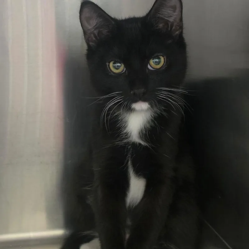 A baby small-sized female Black Domestic Short Hair cat named Marie for adoption in Las Vegas, NV