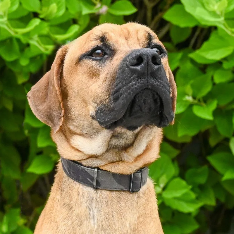 A young medium-sized male Yellow / Tan / Blond / Fawn Mixed Breed dog named Smitty for adoption in Sarasota, FL
