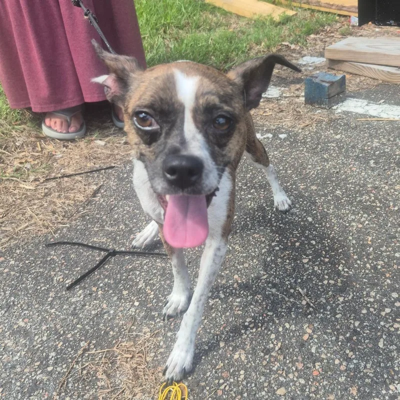 An adult small-sized female Brindle Boston Terrier dog named Sweetie for adoption in Aberdeen, NC
