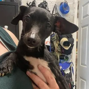An adult small-sized female Black Chihuahua dog named Heart Of Glass for adoption in Fredericksburg, VA