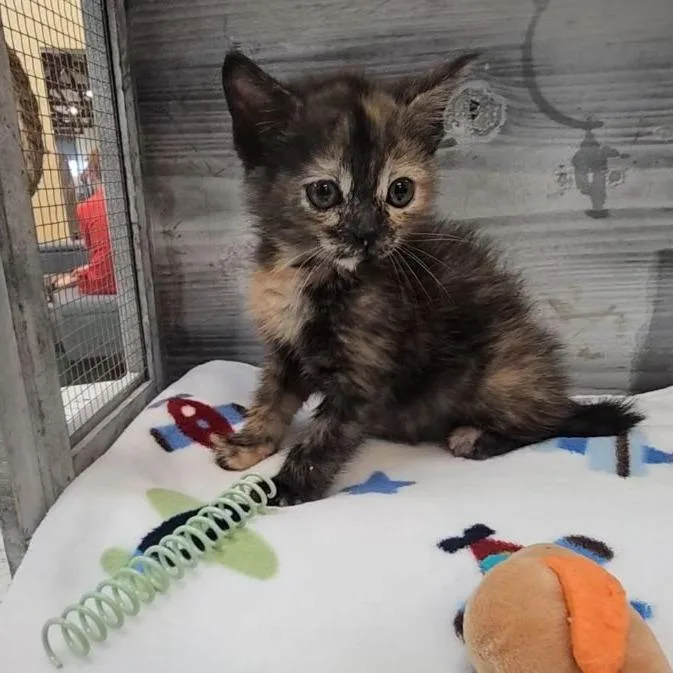 A baby small-sized female Tortoiseshell Domestic Short Hair cat named Moth for adoption in Lynchburg, VA