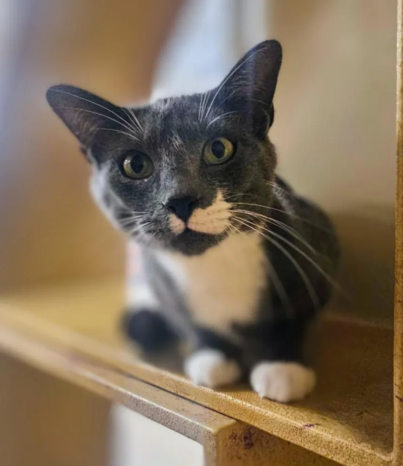 An adult medium-sized male Gray & White Domestic Short Hair cat named Grayson for adoption in Pearland, TX