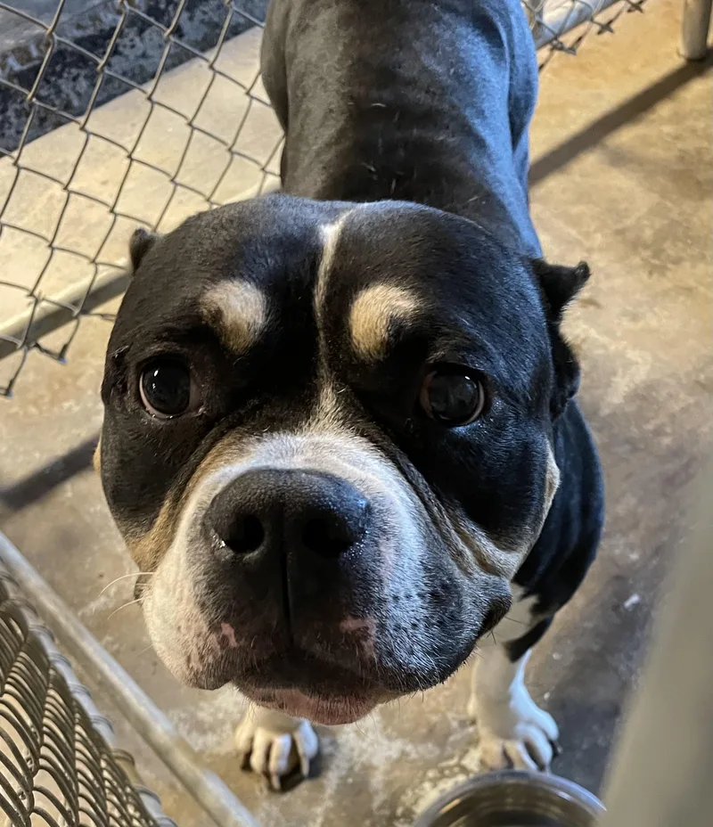 An adult large-sized male Tricolor (Brown, Black, & White) American Bully dog named Higgins Hold for adoption in Canton, OH