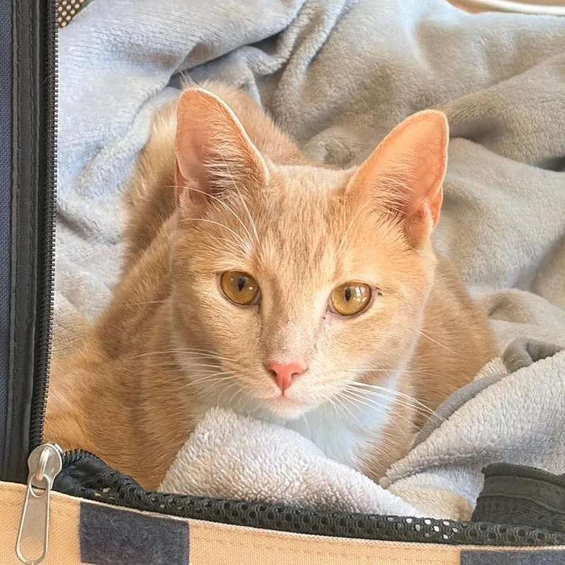 A young small-sized male Orange / Red Domestic Short Hair cat named Skipper for adoption in Los Angeles, CA