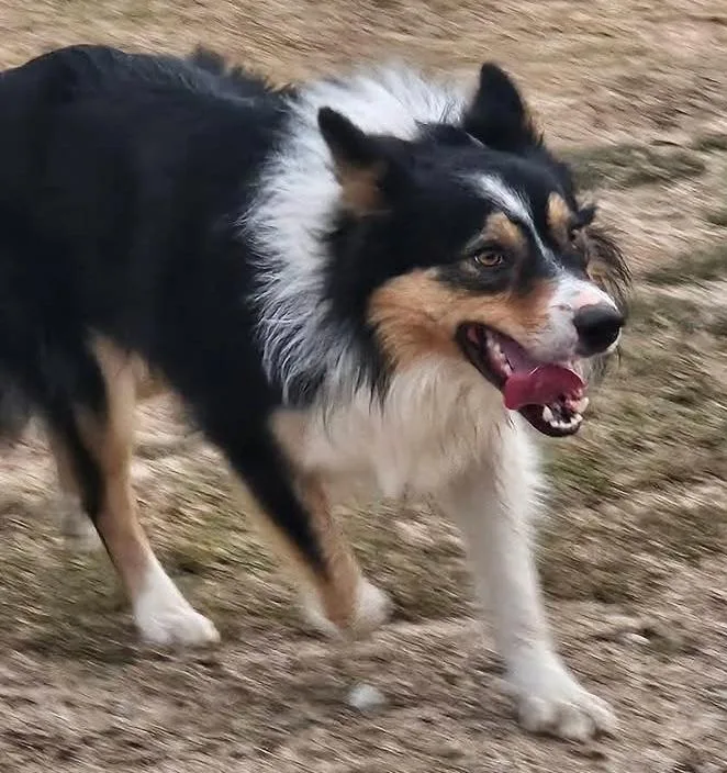 A young medium-sized male Border Collie dog named Dobro for adoption in Cordova, TN