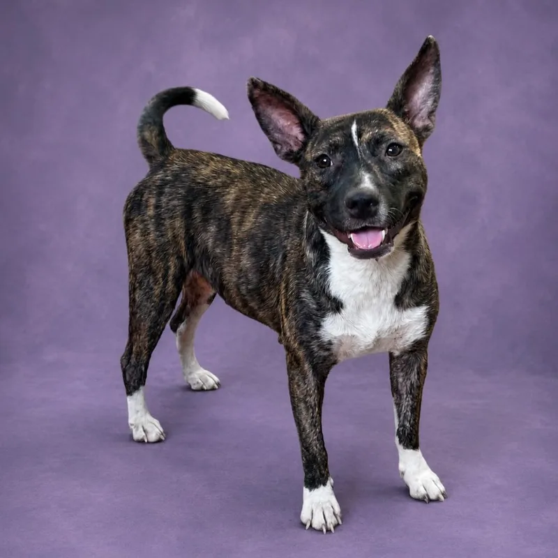 An adult medium-sized female Brindle Pit Bull Terrier dog named Judith for adoption in Heber Springs, AR