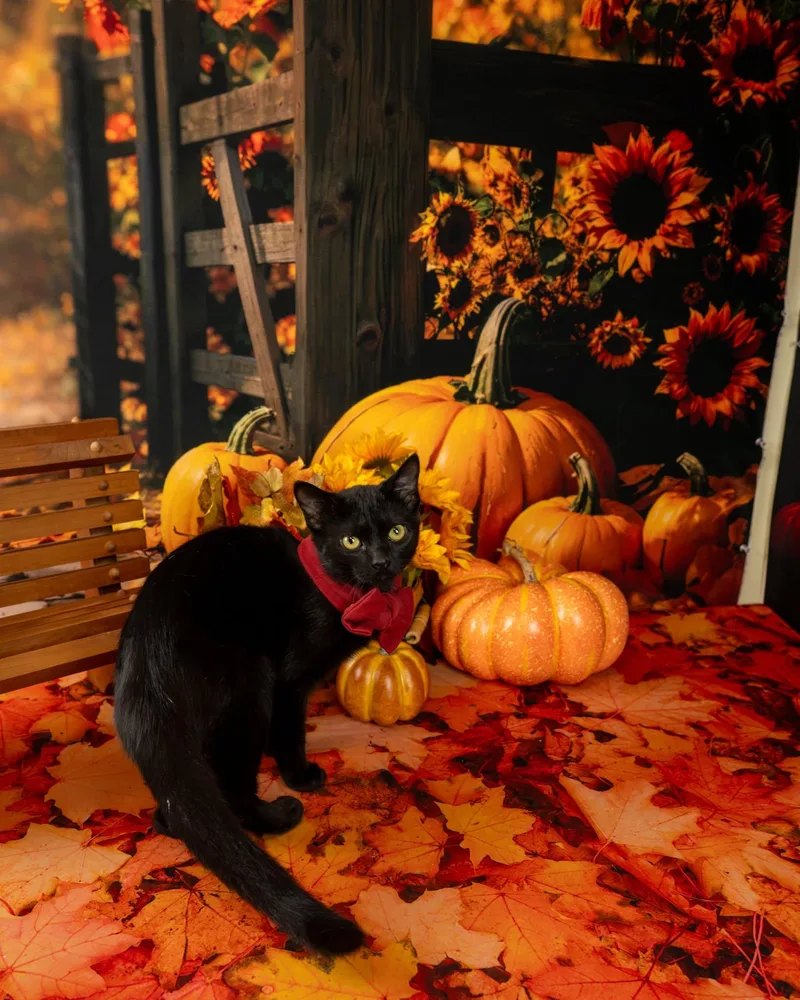 A baby small-sized female Domestic Short Hair cat named Zora for adoption in Lapeer, MI