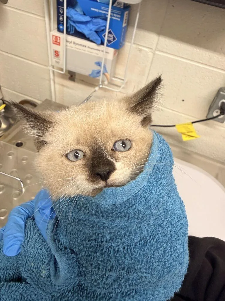 A baby small-sized female Domestic Short Hair cat named Jaeger for adoption in Fruit Heights, UT