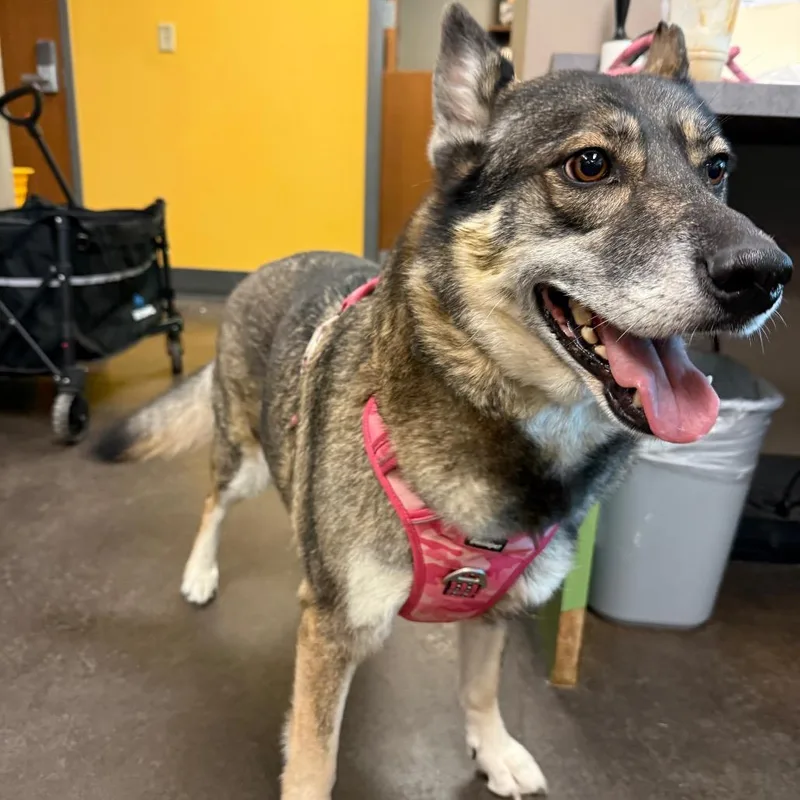 An adult large-sized female Black Husky dog named Liberty for adoption in Norman, OK