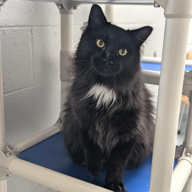 An adult extra large-sized male Black Domestic Long Hair cat named Tango for adoption in Brookfield, WI