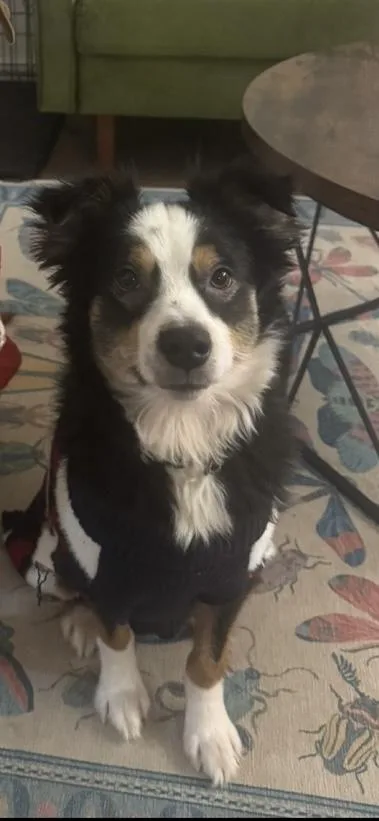 An adult medium-sized male Tricolor (Brown, Black, & White) Australian Shepherd dog named Oslo for adoption in Baker, LA