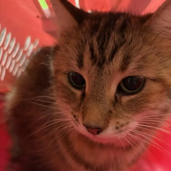 An adult small-sized female Domestic Medium Hair cat named Miss Swiss for adoption in Des Moines, IA